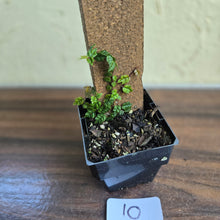 Load image into Gallery viewer, #10 Ficus Thunbergii
