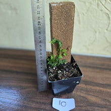 Load image into Gallery viewer, #10 Ficus Thunbergii