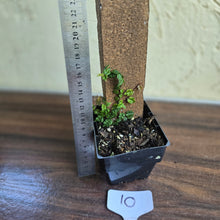 Load image into Gallery viewer, #10 Ficus Thunbergii