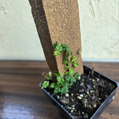 #10 Ficus Thunbergii