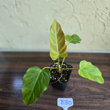 Load image into Gallery viewer, #B30 Philodendron Corsinianum / Bronze Shield