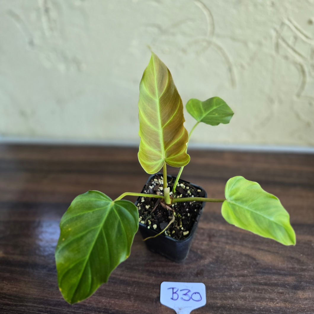 #B30 Philodendron Corsinianum / Bronze Shield