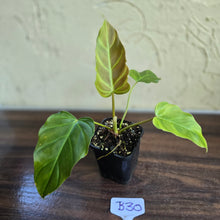 Load image into Gallery viewer, #B30 Philodendron Corsinianum / Bronze Shield