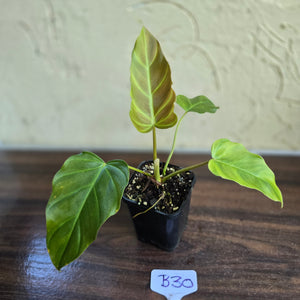 #B30 Philodendron Corsinianum / Bronze Shield