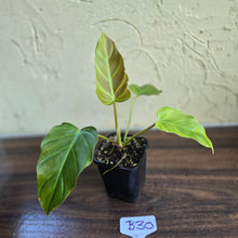 Load image into Gallery viewer, #B30 Philodendron Corsinianum / Bronze Shield