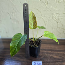 Load image into Gallery viewer, #B30 Philodendron Corsinianum / Bronze Shield