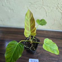 Load image into Gallery viewer, #B30 Philodendron Corsinianum / Bronze Shield