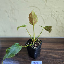 Load image into Gallery viewer, #B30 Philodendron Corsinianum / Bronze Shield