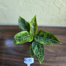Load image into Gallery viewer, #G33 Aglaonema Pictum Tricolor x Rotundum