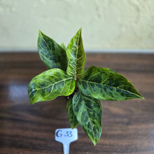 Load image into Gallery viewer, #G33 Aglaonema Pictum Tricolor x Rotundum