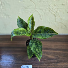 Load image into Gallery viewer, #G33 Aglaonema Pictum Tricolor x Rotundum