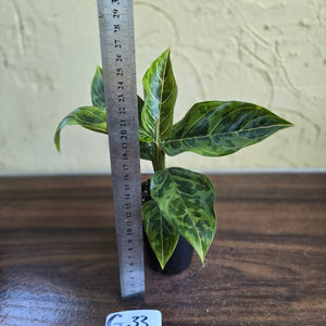 #G33 Aglaonema Pictum Tricolor x Rotundum