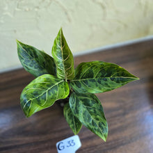 Load image into Gallery viewer, #G33 Aglaonema Pictum Tricolor x Rotundum