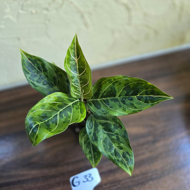 #G33 Aglaonema Pictum Tricolor x Rotundum