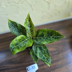 #G33 Aglaonema Pictum Tricolor x Rotundum