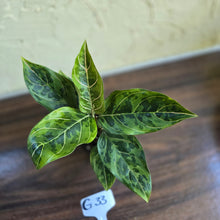 Load image into Gallery viewer, #G33 Aglaonema Pictum Tricolor x Rotundum