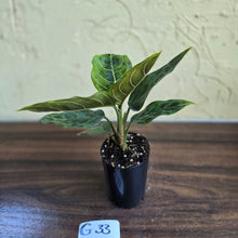 Load image into Gallery viewer, #G33 Aglaonema Pictum Tricolor x Rotundum