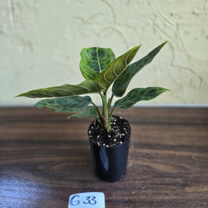 #G33 Aglaonema Pictum Tricolor x Rotundum