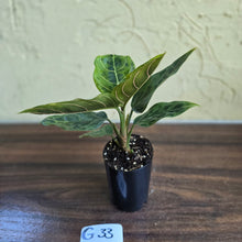 Load image into Gallery viewer, #G33 Aglaonema Pictum Tricolor x Rotundum