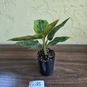 #G33 Aglaonema Pictum Tricolor x Rotundum