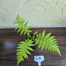 Load image into Gallery viewer, #G3 Cyathea Cooperi - Tree Fern