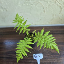 Load image into Gallery viewer, #G3 Cyathea Cooperi - Tree Fern