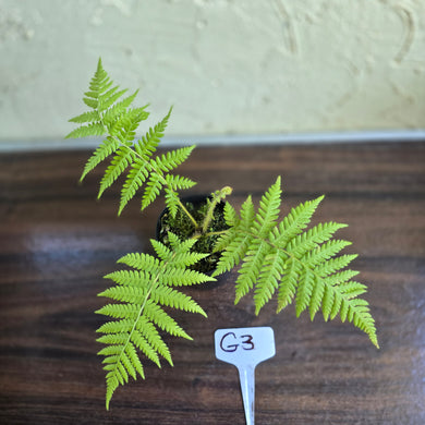 #G3 Cyathea Cooperi - Tree Fern