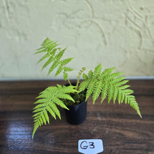 Load image into Gallery viewer, #G3 Cyathea Cooperi - Tree Fern