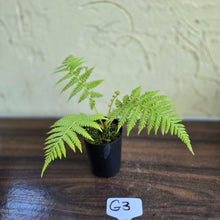 Load image into Gallery viewer, #G3 Cyathea Cooperi - Tree Fern