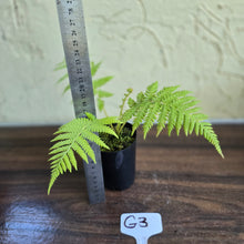 Load image into Gallery viewer, #G3 Cyathea Cooperi - Tree Fern