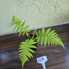Load image into Gallery viewer, #G3 Cyathea Cooperi - Tree Fern