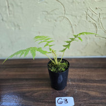 Load image into Gallery viewer, #G3 Cyathea Cooperi - Tree Fern