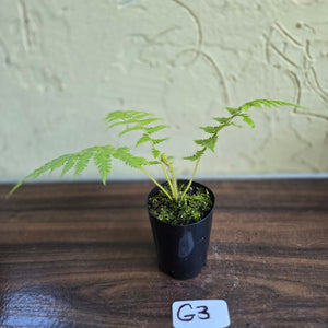 #G3 Cyathea Cooperi - Tree Fern