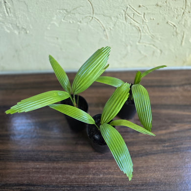 1 x Licuala Elegans