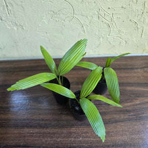 1 x Licuala Elegans