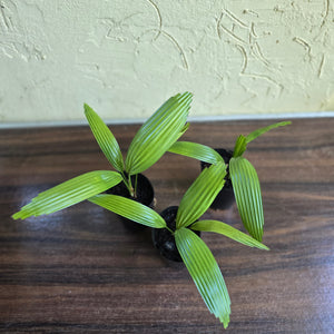 1 x Licuala Elegans