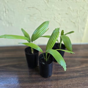 1 x Licuala Elegans
