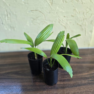 1 x Licuala Elegans