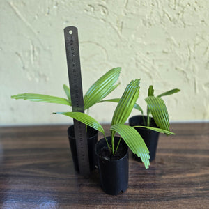 1 x Licuala Elegans