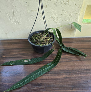 Very Large Anthurium Kubicki