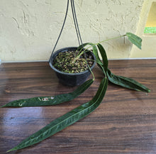 Load image into Gallery viewer, Very Large Anthurium Kubicki