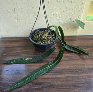 Very Large Anthurium Kubicki
