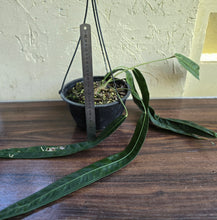 Load image into Gallery viewer, Very Large Anthurium Kubicki