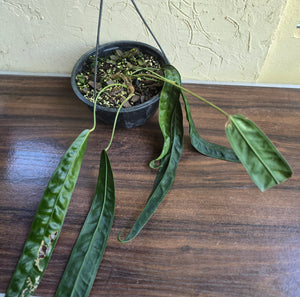 Very Large Anthurium Kubicki