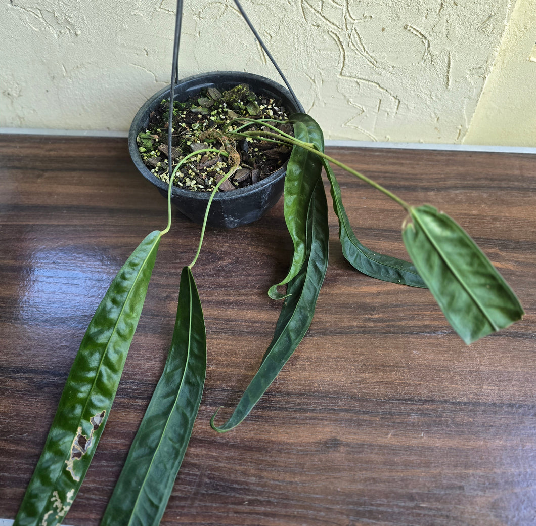 Very Large Anthurium Kubicki