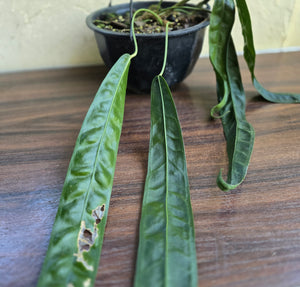 Very Large Anthurium Kubicki