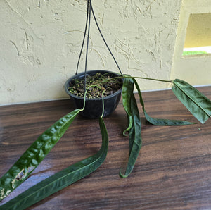 Very Large Anthurium Kubicki