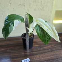 Load image into Gallery viewer, #R80 Spathiphyllum Picasso