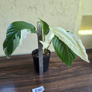 #R80 Spathiphyllum Picasso