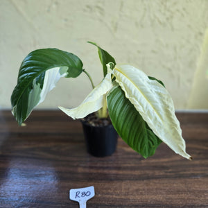 #R80 Spathiphyllum Picasso